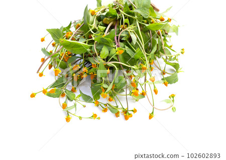 Yellow flower with green leaves of acmella oleracea or toothache plant on white background Yellow flower with green leaves of acmella oleracea or toothache plant on white background 102602893