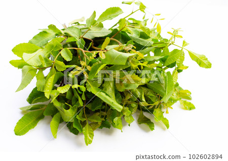 Brazilian peppertree leaves on white background. Brazilian peppertree leaves on white background. 102602894