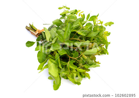 Brazilian peppertree leaves on white background. Brazilian peppertree leaves on white background. 102602895