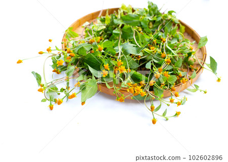 Yellow flower with green leaves of acmella oleracea or toothache plant on white background Yellow flower with green leaves of acmella oleracea or toothache plant on white background 102602896