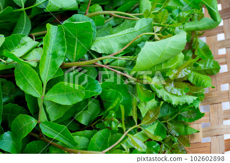 Brazilian peppertree leaves on white background. Brazilian peppertree leaves on white background. 102602898