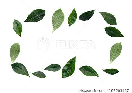 Frame made of green leaves of cape jasmine or garden gardenia, gerdenia flower Frame made of green leaves of cape jasmine or garden gardenia, gerdenia flower 102603117