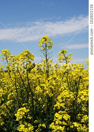 藍天、白雲和油菜花 藍天、白雲和油菜花 102603156