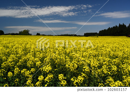 藍天、白雲和油菜花 藍天、白雲和油菜花 102603157
