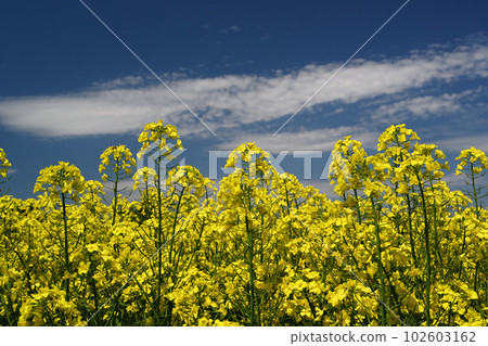 blue sky, clouds and rape blossoms blue sky, clouds and rape blossoms 102603162