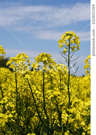 藍天、白雲和油菜花 102603164