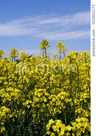 blue sky, clouds and rape blossoms blue sky, clouds and rape blossoms 102603173