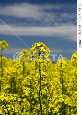 blue sky, clouds and rape blossoms blue sky, clouds and rape blossoms 102603175