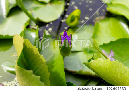 Beautiful purple water lily. Lotus flower with green leaves 102603283