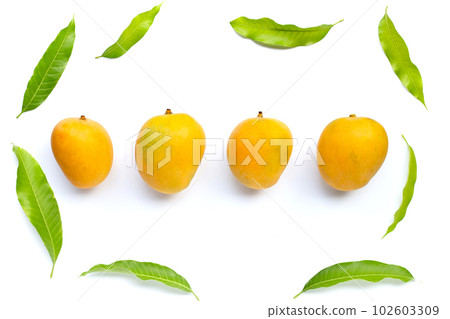 Tropical fruit, Mango on white background. 102603309