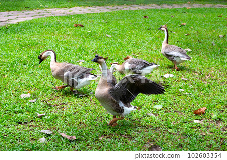 Flock of geese on green grass in the park 102603354