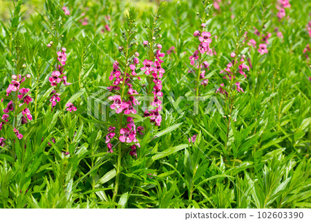 Beautiful angelonia goyazensis benth in the park Beautiful angelonia goyazensis benth in the park 102603390