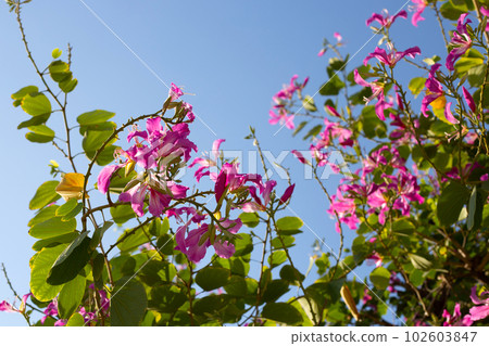 Bauhinia purpurea tree with pink flower Bauhinia purpurea tree with pink flower 102603847