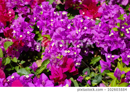 Beautiful bougainvillea flowers with green leaves Beautiful bougainvillea flowers with green leaves 102603884
