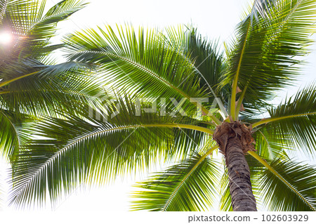 Coconut palm trees with blue sky 102603929