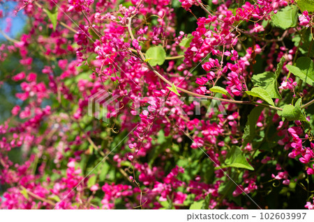 Mexican creeper, Chain of love, Coral vine. Pink flower Mexican creeper, Chain of love, Coral vine. Pink flower 102603997