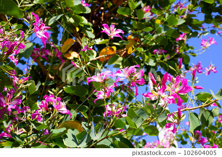 Bauhinia purpurea tree with pink flower Bauhinia purpurea tree with pink flower 102604005