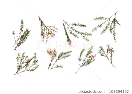Pink white waxflower on white background. Pink white waxflower on white background. 102604102