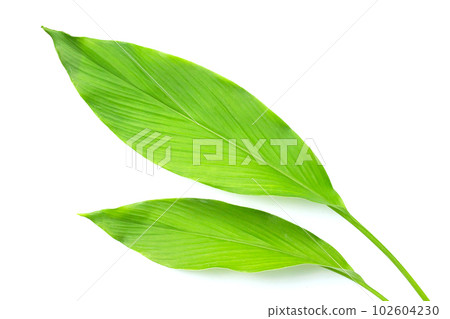 Green leaves of turmeric on white background. 102604230