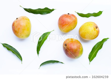 Tropical fruit, Mango  on white background. 102604239