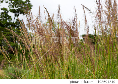 Vetiver grass flower in the park 102604240