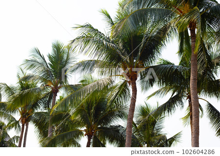 Coconut palm trees with blue sky Coconut palm trees with blue sky 102604286