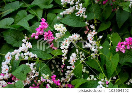 Mexican creeper, Chain of love, Coral vine. Pink flower Mexican creeper, Chain of love, Coral vine. Pink flower 102604302