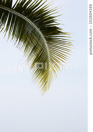 Coconut palm trees with blue sky Coconut palm trees with blue sky 102604389