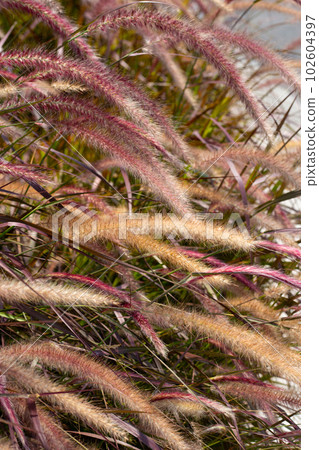 Fountain grass or pennisetum alopecuroides Fountain grass or pennisetum alopecuroides 102604397