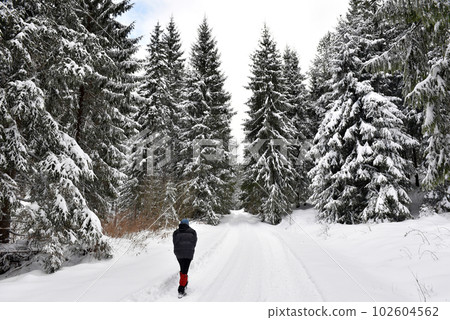 Woman walking alone in winter forest 102604562