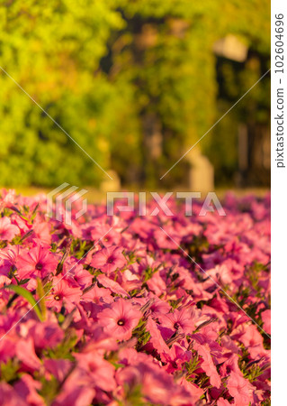 Pergola with green plants at Centennial Hall in Wroclaw. Poland in summer. Garden Archway in full bloom Greenery Biophilia design Flowers green areas 102604696