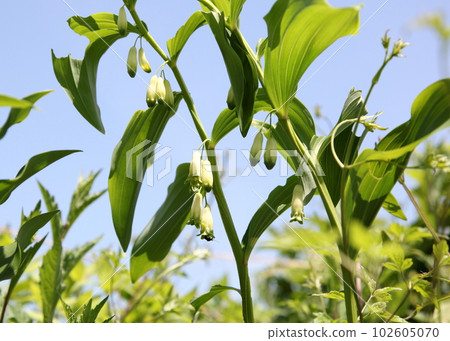 Amadocoro白花 Amadocoro白花 102605070