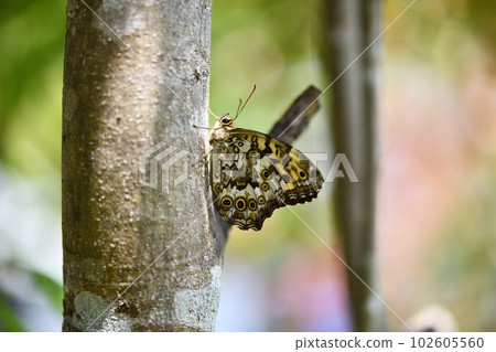 Satoki tiger toad (Nymphalidae) Satoki tiger toad (Nymphalidae) 102605560