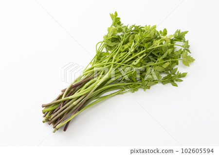 日本香菜白色背景 日本香菜白色背景 102605594