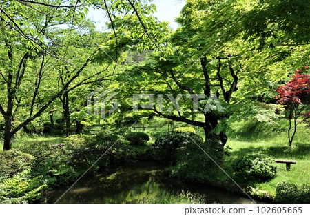 新潟縣五泉市村松公園新鮮綠 102605665