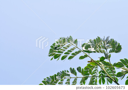 Rain tree or Samanea saman, LEGUMINOSAE MIMOSOIDEAE 102605673