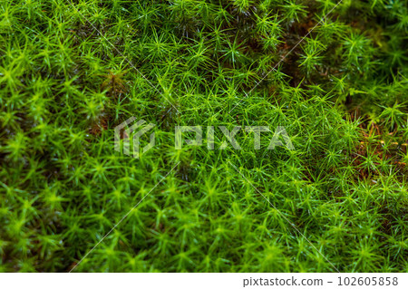 京都大原的夏天，綠樹成蔭的三千院，游生園的苔蘚 102605858