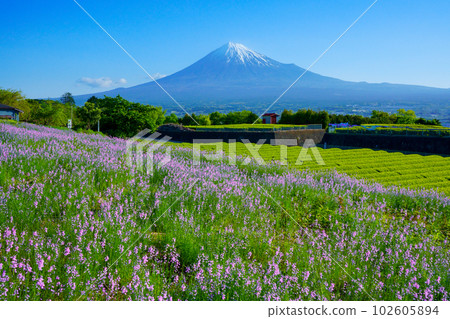 Matsubaunran blooming tea plantation and Mount Fuji 102605894
