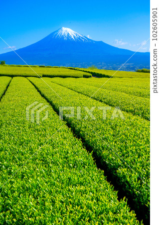 從嫩葉茶園看到的富士山 從嫩葉茶園看到的富士山 102605901