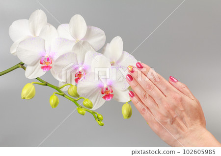 Woman's hand holds a branch of phalaenopsis orchid flowers on the gray background. Woman's hand holds a branch of phalaenopsis orchid flowers on the gray background. 102605985