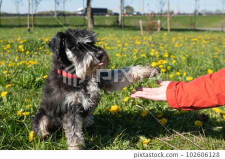 Miniature schnauzer gives a paw to the owner, sits on the grass 102606128
