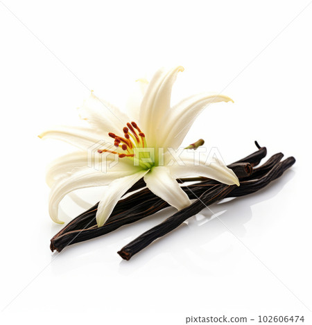 Vanilla flower with stick. Illustration AI Generative 102606474