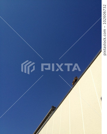 藍天 建築 毛孩 102606732