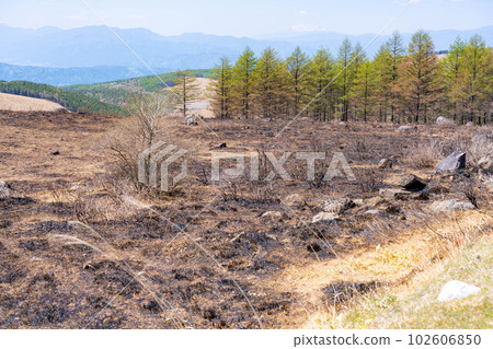 [災難圖像] Kirigamine Highlands [長野縣]的野火遺跡 102606850