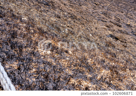 [災難圖像] Kirigamine Highlands [長野縣]的野火遺跡 102606871