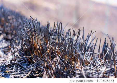 [災難圖像] Kirigamine Highlands [長野縣]的野火遺跡 102606873