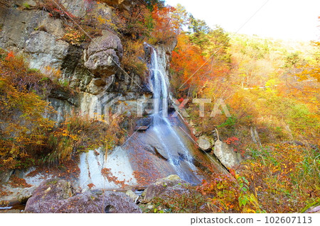 Omoshiroyama Momijigawa Valley Autumn Leaves Yellow Leaves Omoshiroyama Momijigawa Valley Autumn Leaves Yellow Leaves 102607113