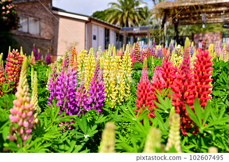  Lupine 102607495