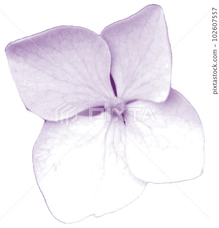 Hydrangea one flower clipping transparent png 102607557
