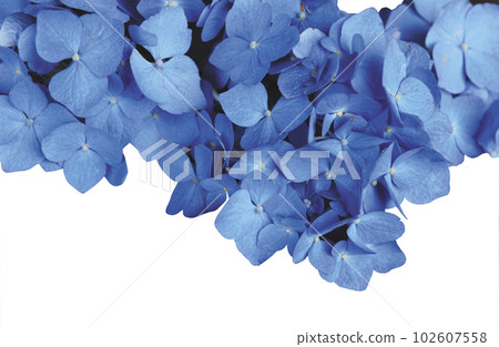 Hydrangea cluster cutout transparent png 102607558